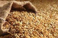 Food Grains