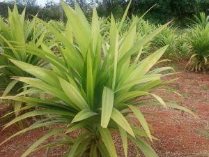 aromatic plants