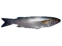 Grey Mullet Fish