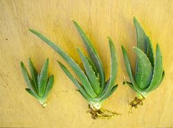 Aloe Vera Baby Plant