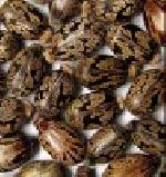 Castor Seeds