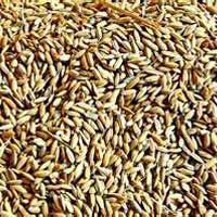 Paddy Seeds