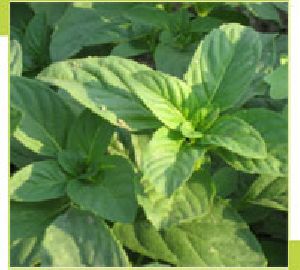 Peppermint Oil Ex Arvensis (CORN MINT)