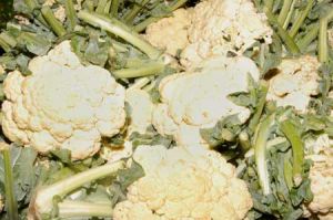 Fresh Cauliflower