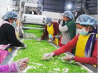 Frozen Peas Processing Plant