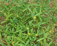 Andrographis Paniculata Powder