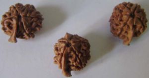 Ganesh Rudraksha