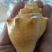 LAXMI SHANKH LAKSHMI CONCH