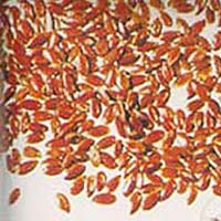 Alsi Seeds