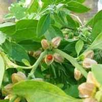 Organic Ashwagandha Leaves (Organic Withania Somnifera Leaves)