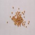 Ashwagandha Seeds (Withania Somnifera Seeds)