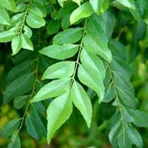 Curry Leaves