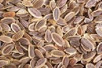 Organic Dill Seeds (Organic Anethum Graveolens)