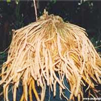Organic Shatavari Root (Organic Asparagus Racemosus Roots)