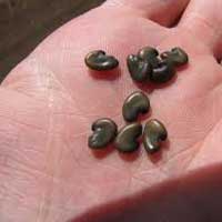 Sunn Hemp Seeds (Crotoleria Juncia)