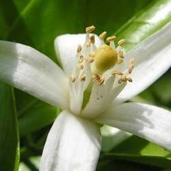 Neroli Oil