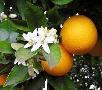 Orange Blossom Oil