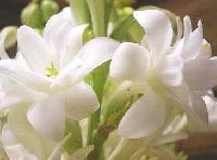 Tuberose Oil