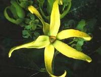 Ylang Ylang Oil