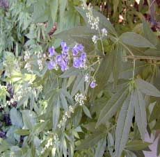 Neem Leaves