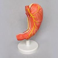 Human Stomach Model