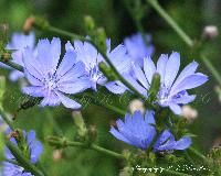 chicory