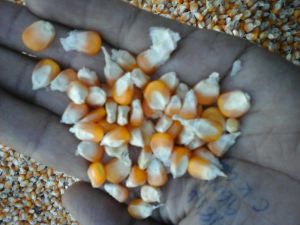 Yellow Maize Corn