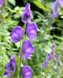 Aconitum Ferox