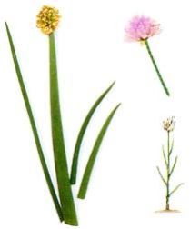 Allium Sativum