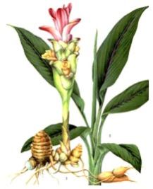 Curcuma Longa