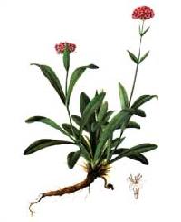 Nardostachys jatamansi