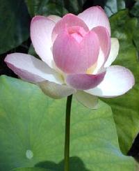 Nelumbo Nucifera