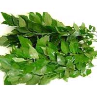 Curry Leaves