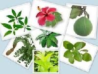 medicinal herbal plant