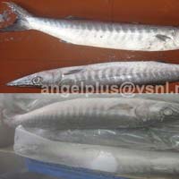 Frozen Barracuda Fishes
