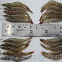 Frozen HOSO Fresh Water Shrimps
