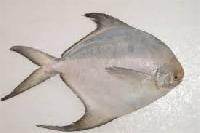 Silver White Pomfret Fish