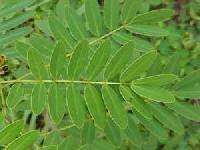 Cassia Leaves ( Senna Leaves)