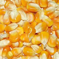 Yellow Maize