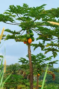 Carica Papaya