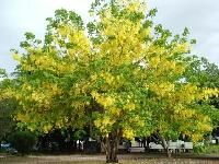 Cassia Fistula