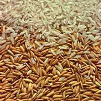 Paddy Seeds