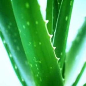 Aloe Vera Plant