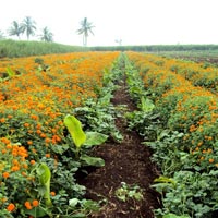 Integrated Organic Crop Management