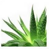 Aloe Vera Extract