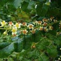 Boswellia Serrata Extract