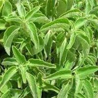 Coleus Forskohlii Extract