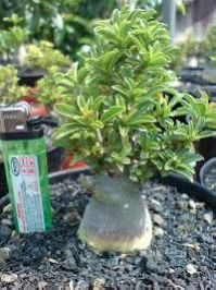 adenium grafted plant