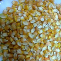 Corn, Maize, Indian Yellow Corn