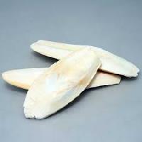 Cuttlefish Bones